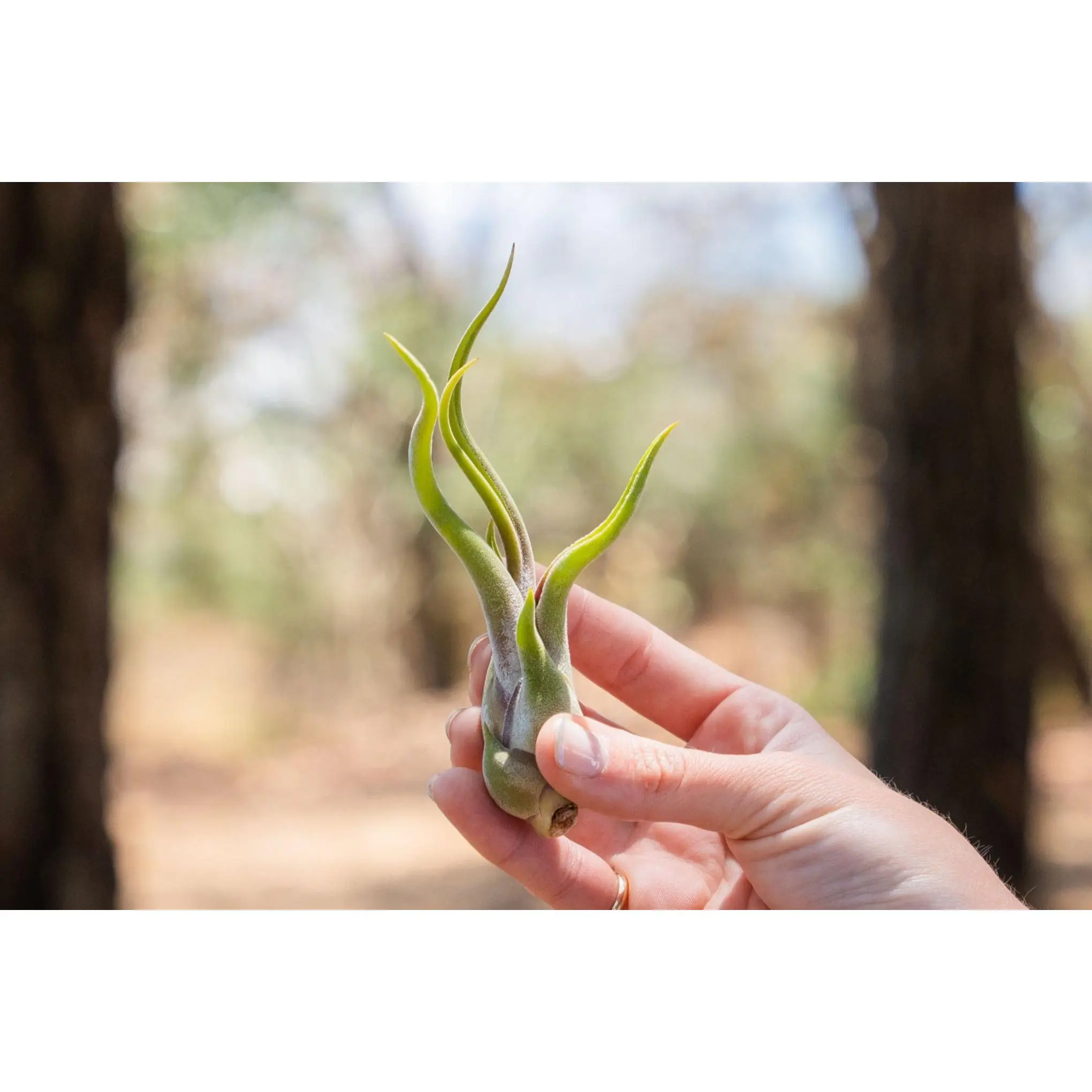 Tillandsia Caput Medusae Air Plants [Single Plant]