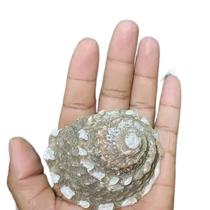 Medium No Surf Beach Sea Snail Shell