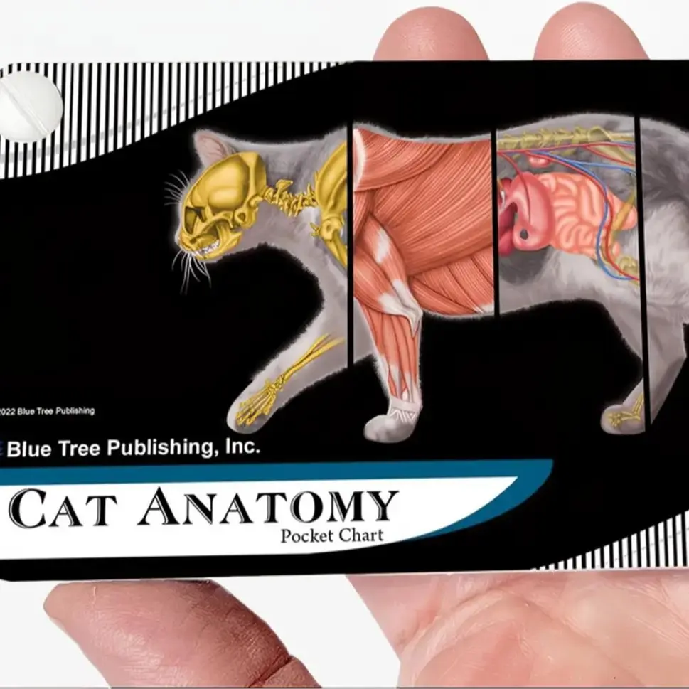 Blue Tree Publishing Cat Anatomy Pocket Chart covering the basic anatomy of felines with 30 pages that fit in your pocket, perfect for any veterinarian