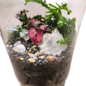 Complete Terrarium Kit - Includes Glass Terrarium, Mini Ferns, Colorful Mini Shrub and Decorative Rocks