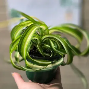 Curly Spider Plant 'Bonnie' growers choice