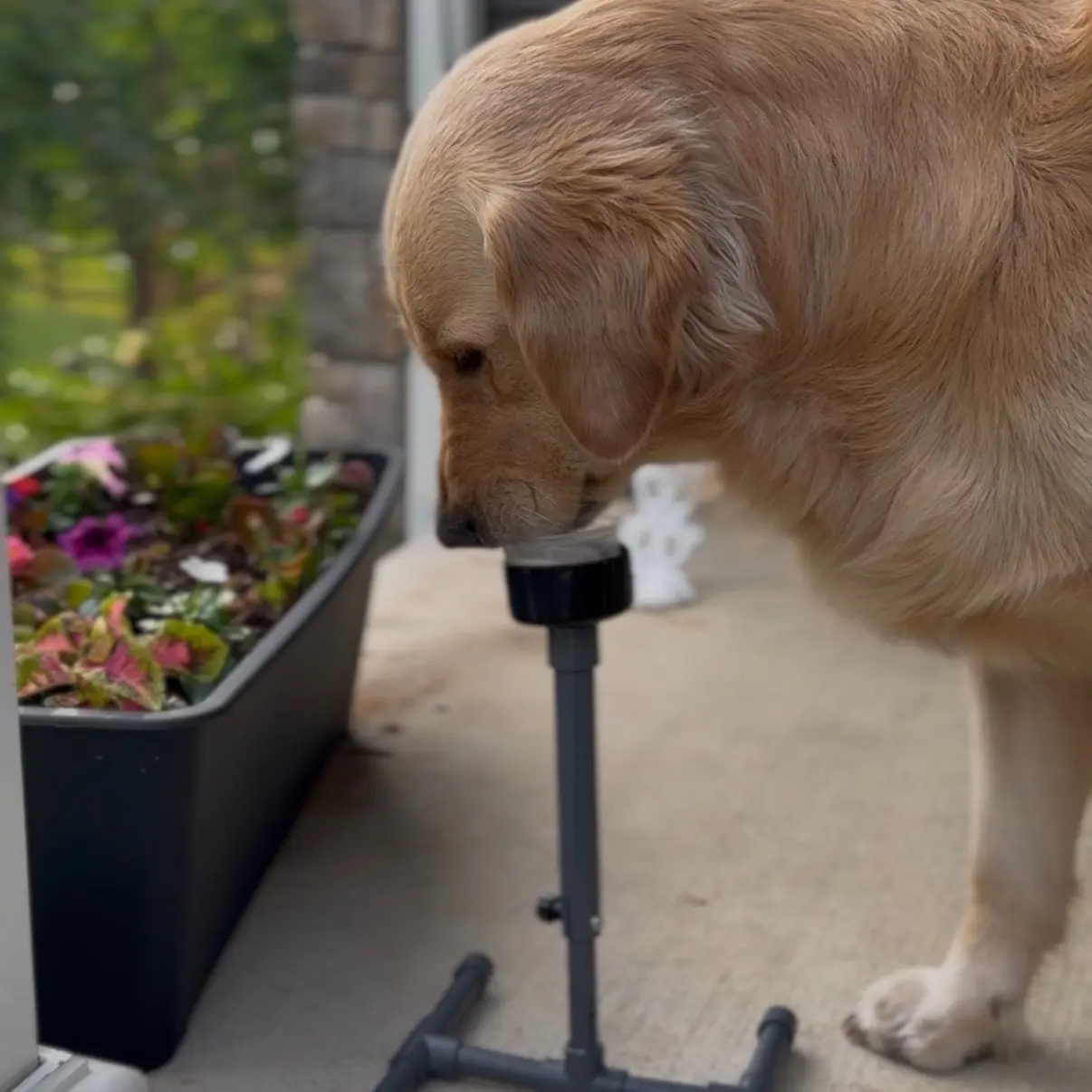 Doggy Dessert Dock