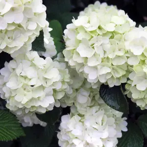 Opening Day™ Doublefile Viburnum