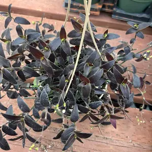 Tradescantia Black Comet | Dark Purple Trailing Houseplant | Live Plant in Pot