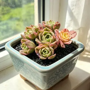 Sedeveria ‘Shangri La’ Live Succulent Plant – Rare Colorful Succulent, Bare Root (No Pot), Easy Care, Beginner Friendly, Indoor Plant, Home & Garden Decor, Plant Lover Gift, Drought Tolerant Succulent