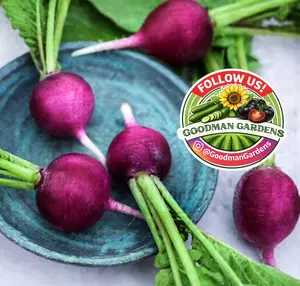 Rare Radish Seeds, Purple Plum 28 Days to Harvest