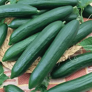 TomorrowSeeds - Tendergreen Burpless Cucumber Seeds -  English Cucumbers European Seedless Hothouse Pickle Vegetable Seed Fresh For 2024 Season