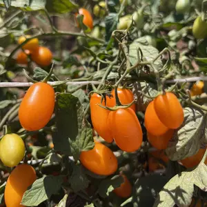 Sweet Yellow Datterino Tomato Seeds for Planting: 25 Seed Packet, Certified Organic Italian Heirloom, Cherry Datterini Date Shaped Fruits