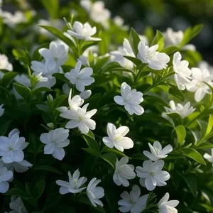 Silver Jasmine Climbing Seeds - 100+ Non-GMO Vine Flowers, Ideal for Gardens, Balconies & Floral Decor