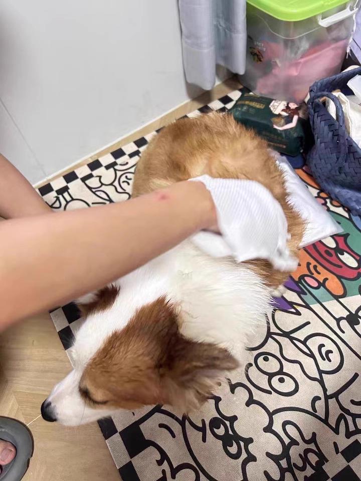 Glove Wipes，Freshening Grooming Dog&Cat Disposable 30Pcs pet hair removal tool Satisfied skin care Outdoor No clean Hypoallergenic Facial Disposable No Rinse Grooming Formulated for petwipes Deodorizing sticky hair#petlife bath wipe