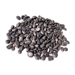 Polished Black Pebbles 1/4-3/4 for Gardens, Fish Tanks, Succulents, Decor & More