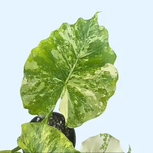 4" Alocasia Odora Variegata - Variegated Elephant Ear Plant - Green and Cream Leaves
