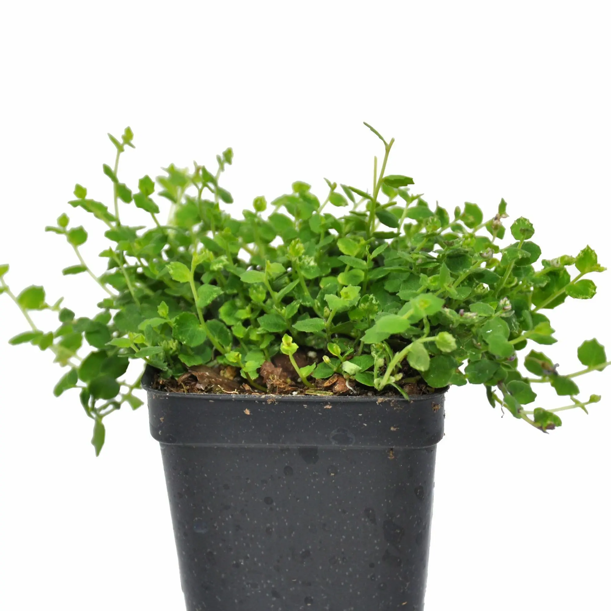 Isotoma fluviatilis, Blue Star Creeper