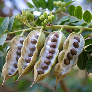 50Pcs Moringa Seeds for Planting – Miracle Tree Seeds, Nutrient-Dense, Fast-Growing, Easy to Cultivate, Non-GMO