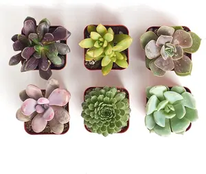 Unique Succulent Plant Pack Collection - Live Mini Succulent Plants, Low Maintenance, Exceptional Colors & Textures - Wedding and Party Favors, Gift & Garden, Pack of 6