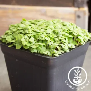 Basil Seeds - Lettuce Leaf - Microgreens