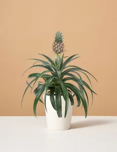 Pineapple Plant