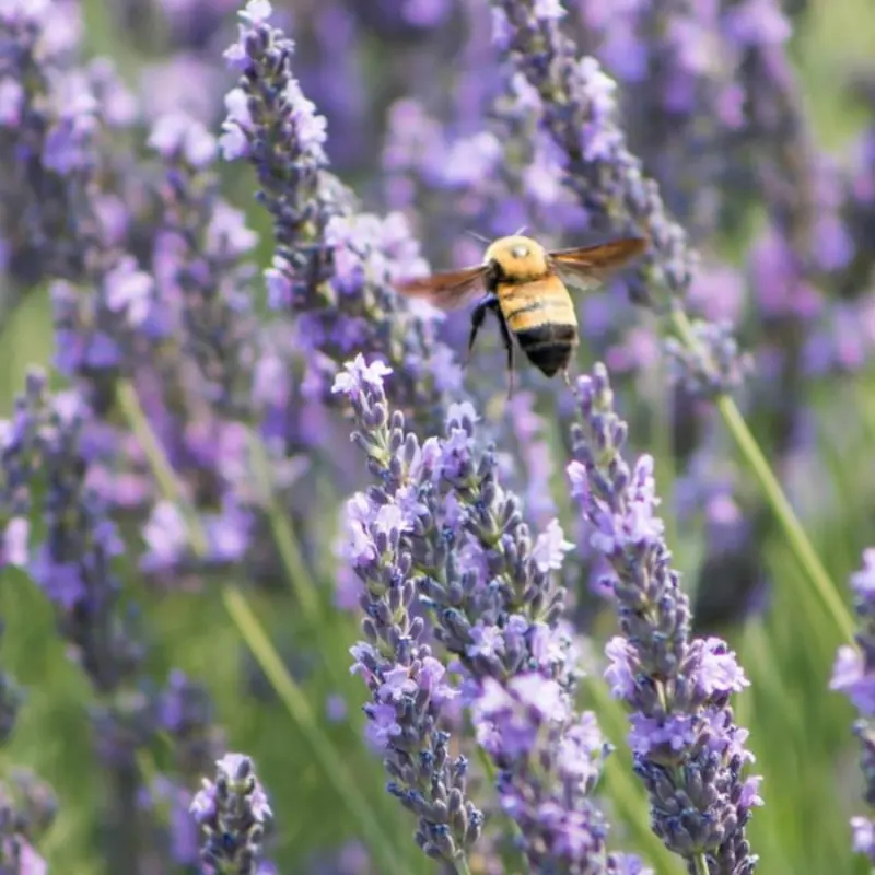 french lavender plant - TikTok Shop