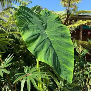 Colocasia Esculenta- 'Jack's Giant' - Elephant Ear Plants- Rooted Starter live Plants in pot 3 to 6 tall