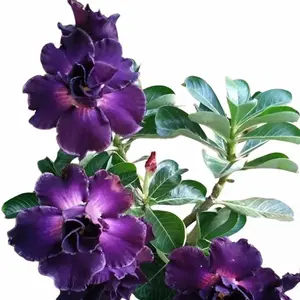 4 Pcs Purple Desert Rose Seeds- Exotic Flower Seed Pack, Rare Succulent Bonsai Plant Seeds, Perennial Look Blooms, Indoor Outdoor Use, Petunia Plant Seeds Alternative, Seeds for Gardening Enthusiasts