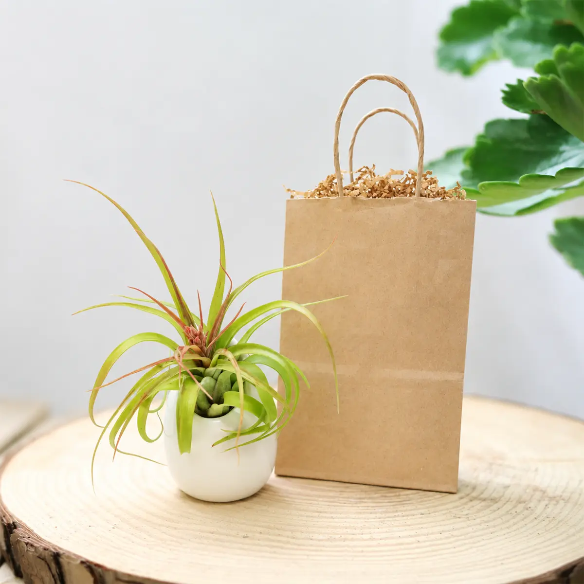 Gift Wrapped Custom Tillandsia Air Plant with Large Ivory Ceramic Vase