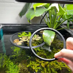 Aquarium floating plant rings