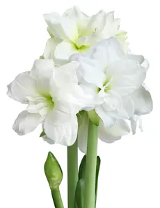 Alfresco® Sonata Amaryllis