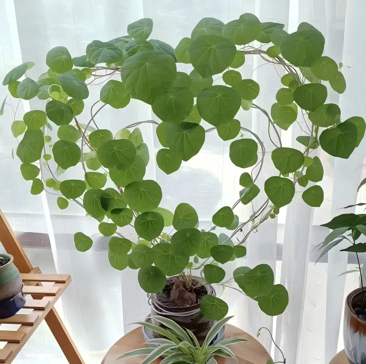 （Stephania erecta）Mountain Turtle Stephania Tuber Bulbs Hardy Perennial Round Leaf Water & Soil Cultivation Greenery