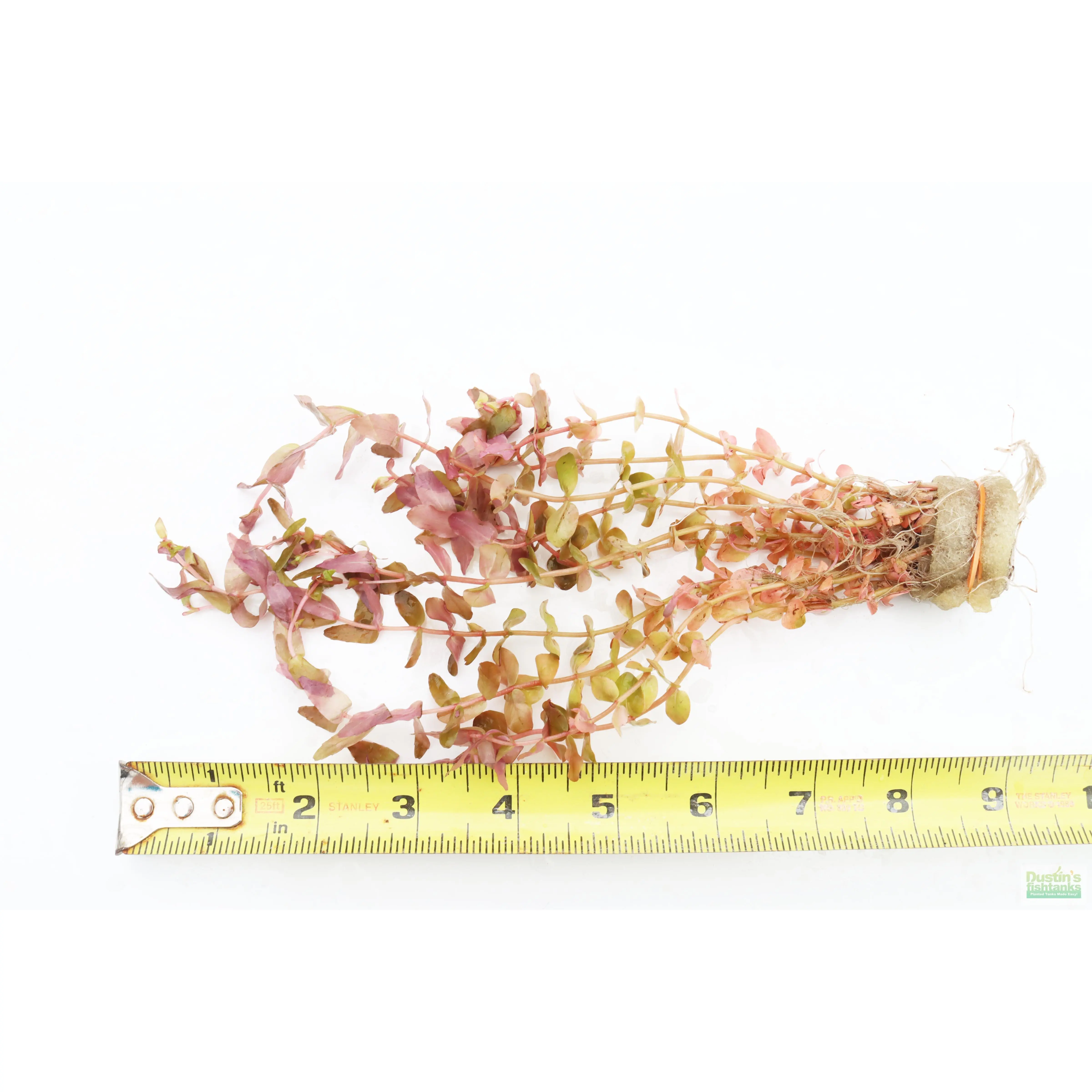 Rotala "Small Leaf" Macrandra