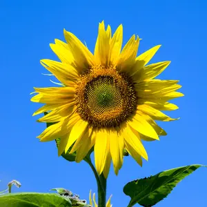 Wild Annual Sunflower - Helianthus annuus Seeds