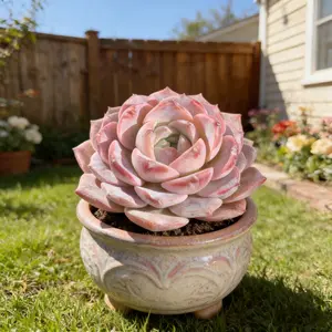 Echeveria ‘Ice Green’  2-2.5  Single-Head Succulent · Bare-Root & Ready to Grow | Low-Maintenance Cutie for Home & Holiday Decor” Pilgrim Flower