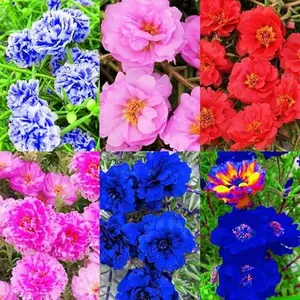 20000 Moss Rose Flowers Seeds for Planting Outdoor-Portulaca Grandiflora Rose Ornamental Beautify for Your Grarden Home