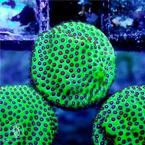 ACI Strawberry Fields Porites