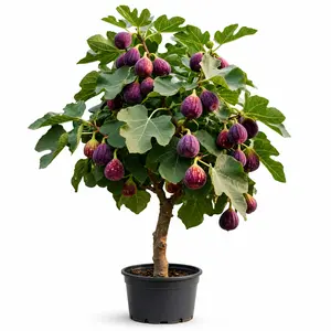 Live Fig Tree Sapling - Cold-Hardy, Drought-Tolerant, Fruit-Bearing Container-Ready Tree with Lobed Leaves for Home Garden, Pots, Backyard Orchard