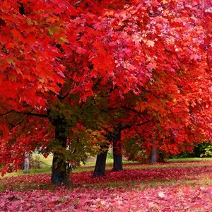Carolina RED Scarlet Maple Tree Seeds (25 Seeds)