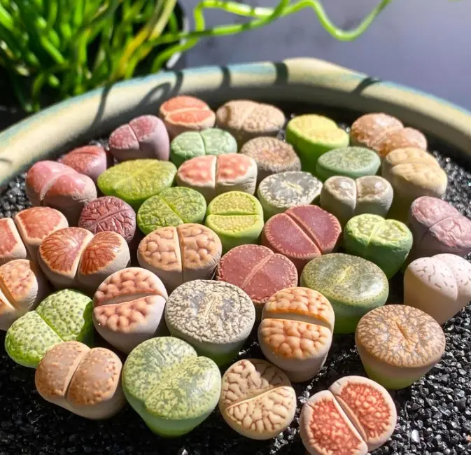 Lithops Large Random Mix Rare Live Succulent Plants, 30 Pcs 3 Years Bulk Succulent Live Plant, Bare Root Without Pot Soil