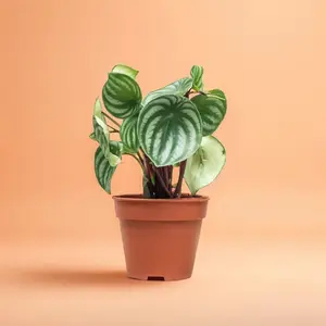 Peperomia Watermelon - Indoor Live Plant, Rare & Glossy Watermelon Pattern Leaves, Small, Easy Caring & Pet Friendly, Beginner Friendly, Bright Light