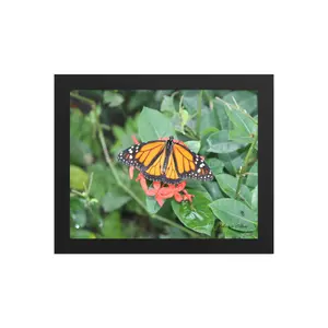Male Monarch Framed poster