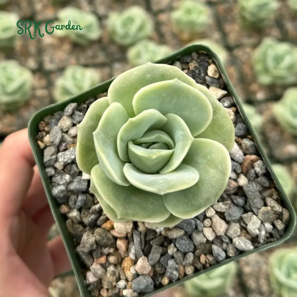 Graptoveria Lovely Rose, Green Rose, Rare Succulent, Live Plants in 3" pot