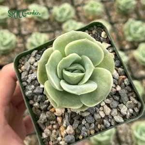 Graptoveria Lovely Rose, Green Rose, Rare Succulent, Live Plants in 3" pot