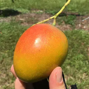 Mango Tree - Live Fruit Tree in a 3 Gallon Pot - Mangifera Indica 'Honey Kiss' - Tropical Edible Fruit Bearing Tree