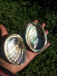 Abalone Shells