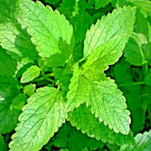 1500 LEMON BALM CITRONELLA PERENNIAL SEEDS MOSQUITO INSECT REPELLENT NON-GMO US