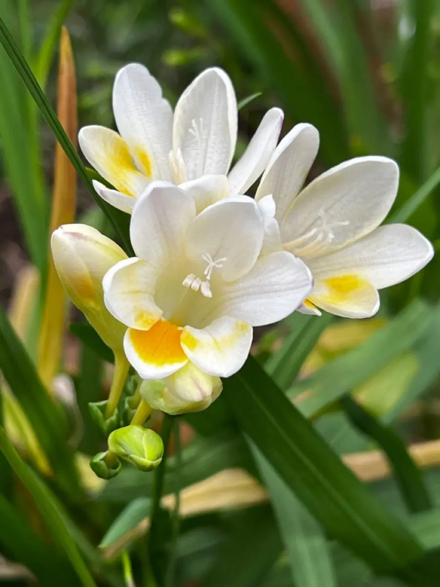 3PC Fragrant Freesia Bulbs, Planting For Spring Blooms, Easy To Grow Indoor & Outdoor Garden Decor