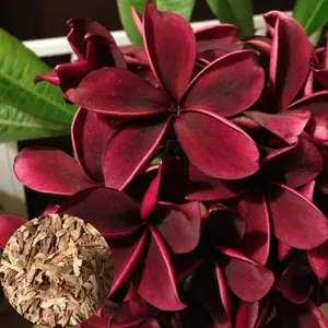 5 Deep Red Plumeria Seeds - Flower Seed Pack, Tropical Perennial Blooms, Premium Plumeria Plants Seeds for Garden, Scented Frangipani Flowers for Full Sun