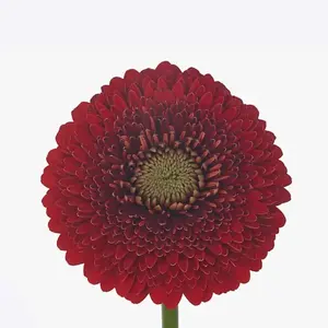 Mini Gerber Pomponi Red Light - 60 Stem Bunch