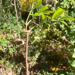 Elderberry Cuttings - 5 Count, 4-6" Cuttings, Edible Berry Shrub Propagation