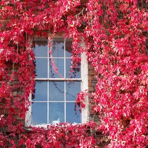 100Pcs Creeper Seeds Fully Hardy Fast Growing