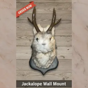 Jackalope Wall Mount – Realistic 1-Piece Faux Deer Head Sculpture Made of Durable Resin with Detailed Antlers – Rustic Animal Taxidermy Wall Art for Cabin, Lodge, Farmhouse, Office, or Western Country Home Decor Hangable