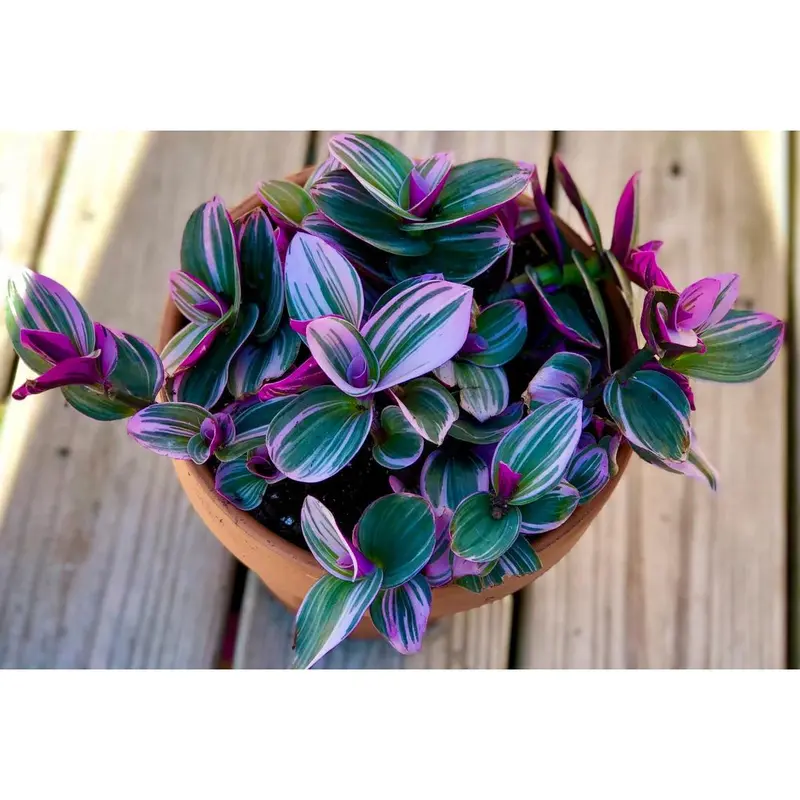 wandering jew plant care - TikTok Shop